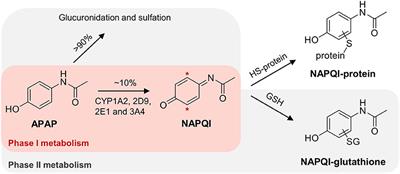 Liquid Chromatography-Tandem Mass Spectrometry Analysis of Acetaminophen Covalent Binding to Glutathione S-Transferases